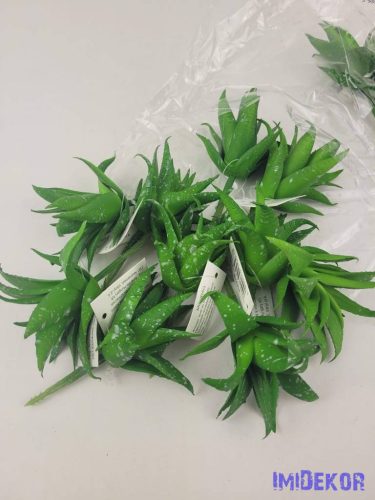 Aloe vera gumis pozsgás 8,5 cm - Foltos Zöld