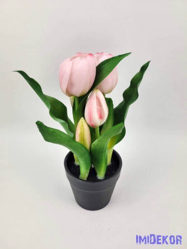 Cserepes gumi tulipán 2+3 fejes 23 cm - Halvány Rózsaszín